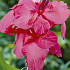 Canna Rose x 1 I .