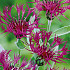 Centaurea Atropurpurea x 1 I .