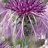 Centaurea Scabiosa x 1 I .