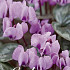 Cyclamen Coum x 2 14/16