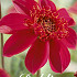 Dahlia Anemone Inca x 1 I .