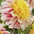 Dahlia Anemone Polka x1 I