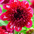 Dahlia Anemone Speech  x 1 I .