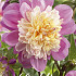 Dahlia Anemone Take off x 1 I .