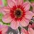 Dahlia Anemone Tricolore x1 I