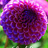 Dahlia Ball Caitlins Joy x1 I .