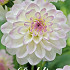 Dahlia Ball Eveline x 1 I .