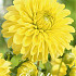 Dahlia Ball Golden Torch x 1 I .