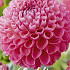 Dahlia Ball Jowey Frambo x1 I