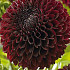 Dahlia Ball Jowey Mirella x1 I