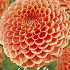 Dahlia Ball Jowey Nicky x1 I