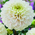 Dahlia Ball Kona x1 I .