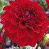 Dahlia Ball Red Cap x 1 I .