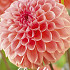 Dahlia Ball Sebastian x1 I