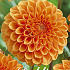 Dahlia Ball Silvia x 1 I .