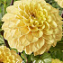 Dahlia Ball Yellow Don x1 I