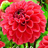 Dahlia Ball Zundert Mystery Fox x1 I .