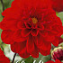 Dahlia Border Arnhem x 1 I .