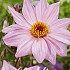 Dahlia Border Bishop of Leicester x 1 I .