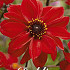 Dahlia Border Bishop of Llandaff x 1 I .