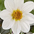 Dahlia Border Dahlegria White x1 I