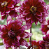 Dahlia Border Darkarin x 1 I .