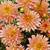 Dahlia Border Extase x 1 I .