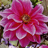 Dahlia Border Fascination x 1 I .