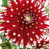 Dahlia Border Little Tiger x 1 I .