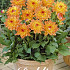 Dahlia Border Melody Dora x1 I