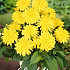 Dahlia Border Melody Latin x1 I