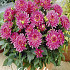 Dahlia Border Melody Lizza x1 I