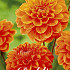 Dahlia Border Orange Nugget x 1 I .