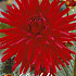 Dahlia Border Red Pigmy x 1 I .