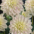 Dahlia Border Wittem x 1 I .