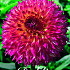 Dahlia Cactus Aiyana x1 I .