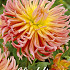 Dahlia Cactus Alfred Grille x 1 I .