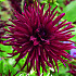 Dahlia Cactus Black Narcissus x1 I .