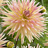 Dahlia Cactus Cabana Banana x 1 I .