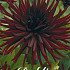 Dahlia Cactus Chat Noir x 1 I .