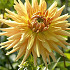 Dahlia Cactus Gold Crown  x 1 I .