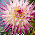 Dahlia Cactus Hayley Jane x 1 I .