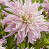 Dahlia Cactus Labyrinth Twotone x1 I