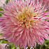 Dahlia Cactus Pinelands Princess x 1 I .