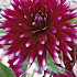 Dahlia Cactus Rebecca's World x 1 I .