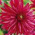 Dahlia Cactus Selina x 1 I .