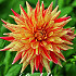 Dahlia Cactus Striped Vulcan x1 I .