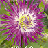 Dahlia Cactus Veritable x 1 I .