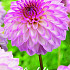 Dahlia Deco. Arbatax x1 I .