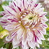 Dahlia Deco. Avignon x 1 I .